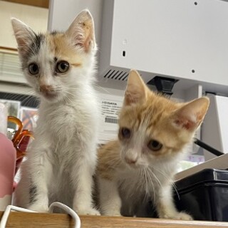 ２匹一緒にママの元へ！ありがとうございました