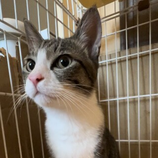 サバ白ベンジャミンくん