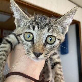 瀕死状態から復活した兄妹