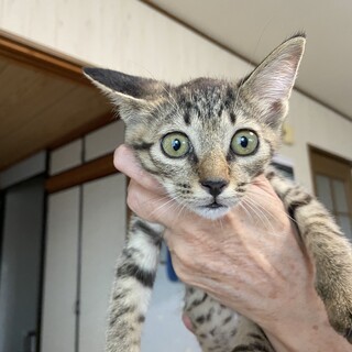 瀕死状態から復活した兄妹