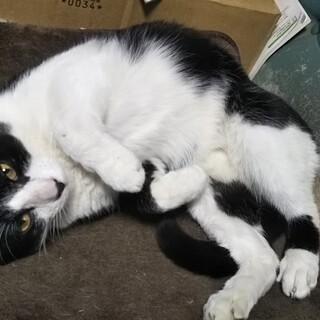 （再開）抱っこ好きハチワレ