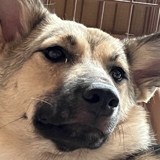 甘えん坊こんぶの優しい家族を探しています