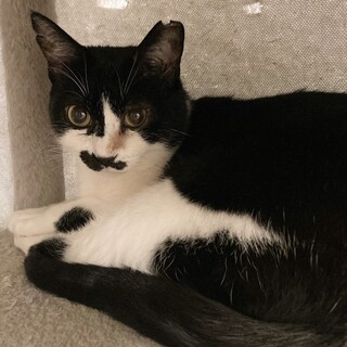 皆のお姉さん。とっても優しい【ミク】