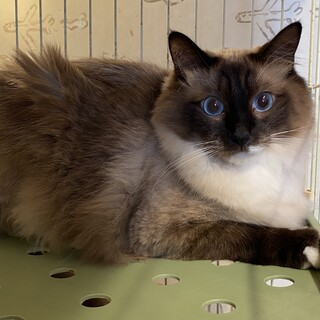 再募集　ブルーの瞳の2歳の男の子