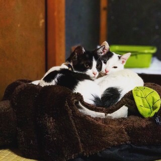 甘え上手な姉妹