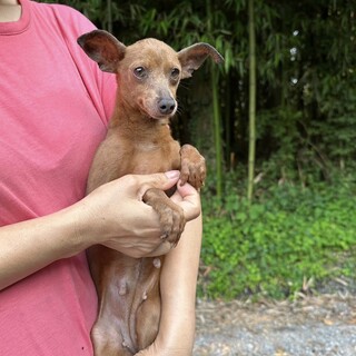 大人しいミニピンの女の子、5歳です。