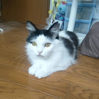 とても綺麗な　白黒長毛の　いけみちゃん