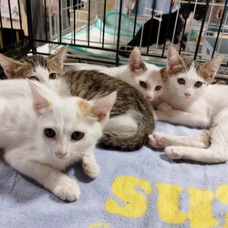 in瀬戸市☆続続続・何と子猫が５０匹～の超子猫大祭！☆2023年8月6日（日）～ ちーむ にゃいんず