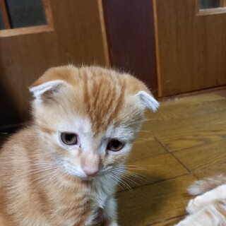 やんちゃな子猫