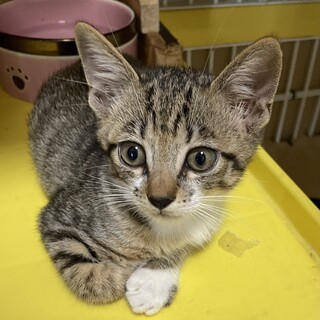 おっとり系男子　ルンバ君