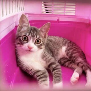 お目々クリクリの甘えん坊