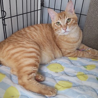 ナデナデ大好き！人慣れした甘えん坊さん☆