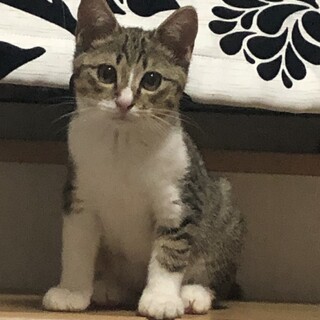 サバ白のとっても優しい猫です