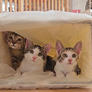 ☆3か月の人慣れした子猫の兄弟☆