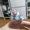 ◆※里親が見つかりました※◆　桜文鳥　約1年半
