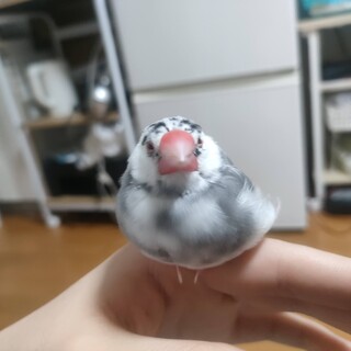 ◆※里親が見つかりました※◆　桜文鳥　約1年半