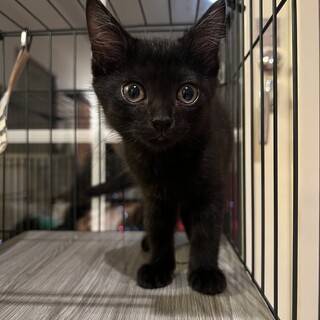 黒猫トリュフちゃん姉弟で里親さん募集中