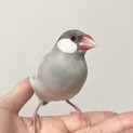 人懐こいシルバー文鳥