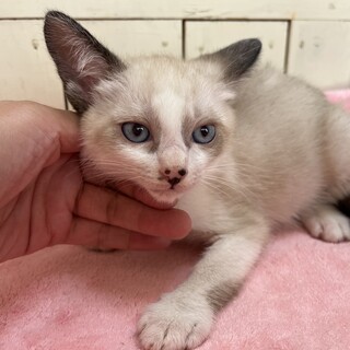 里親決定。ラフテー君