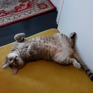 人が好き☆人馴れバツグンのおっとり君