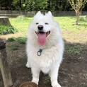 5歳サモエド女の子　里親募集