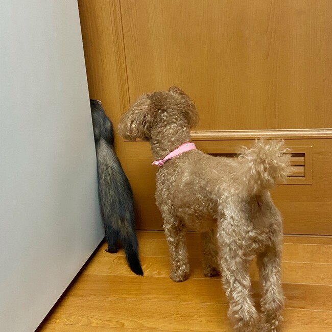 ヒメのママのカバー写真