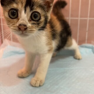 くりっとお目目が可愛い♡ミミちゃん