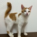 可愛い子猫たちの里親募集