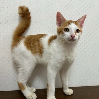 可愛い子猫たちの里親募集