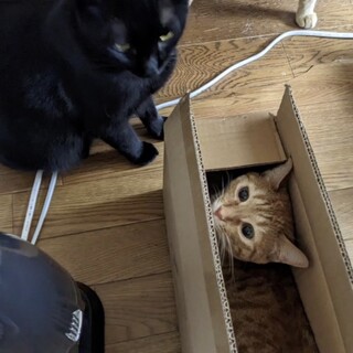 黒猫、まめさん♀ 茶トラのチャタさん♂
