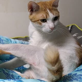 猫も人間も好き♡茶白ハチワレまなか君