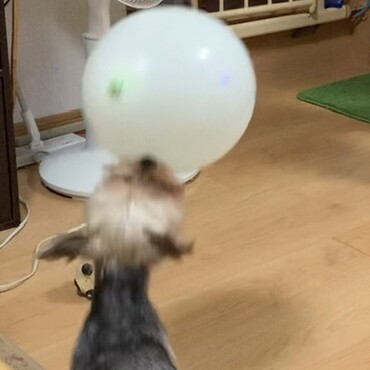動画あげれないのが残念！娘と風船キャッチボール！教えてないのにすごい･:*+.\(( °ω° ))/.:+