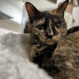 インパクト抜群‼️甘えん坊サビちゃん