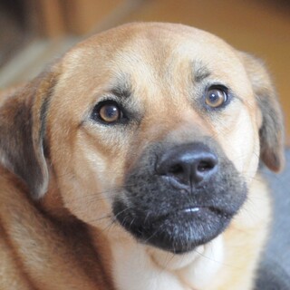 おっとり癒し系タモさん（バベシアキャリア）