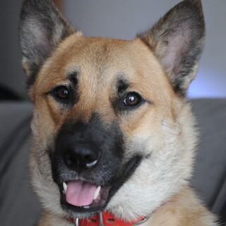 【バベシア症】縁ちゃん