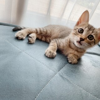 早期不妊手術済(耳カット有)美人ママの息子