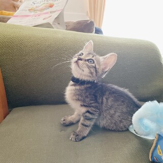 早期不妊手術済(耳カット有)美人ママの娘