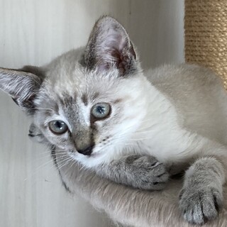 可愛いシャムミックスの女の子のんちゃん