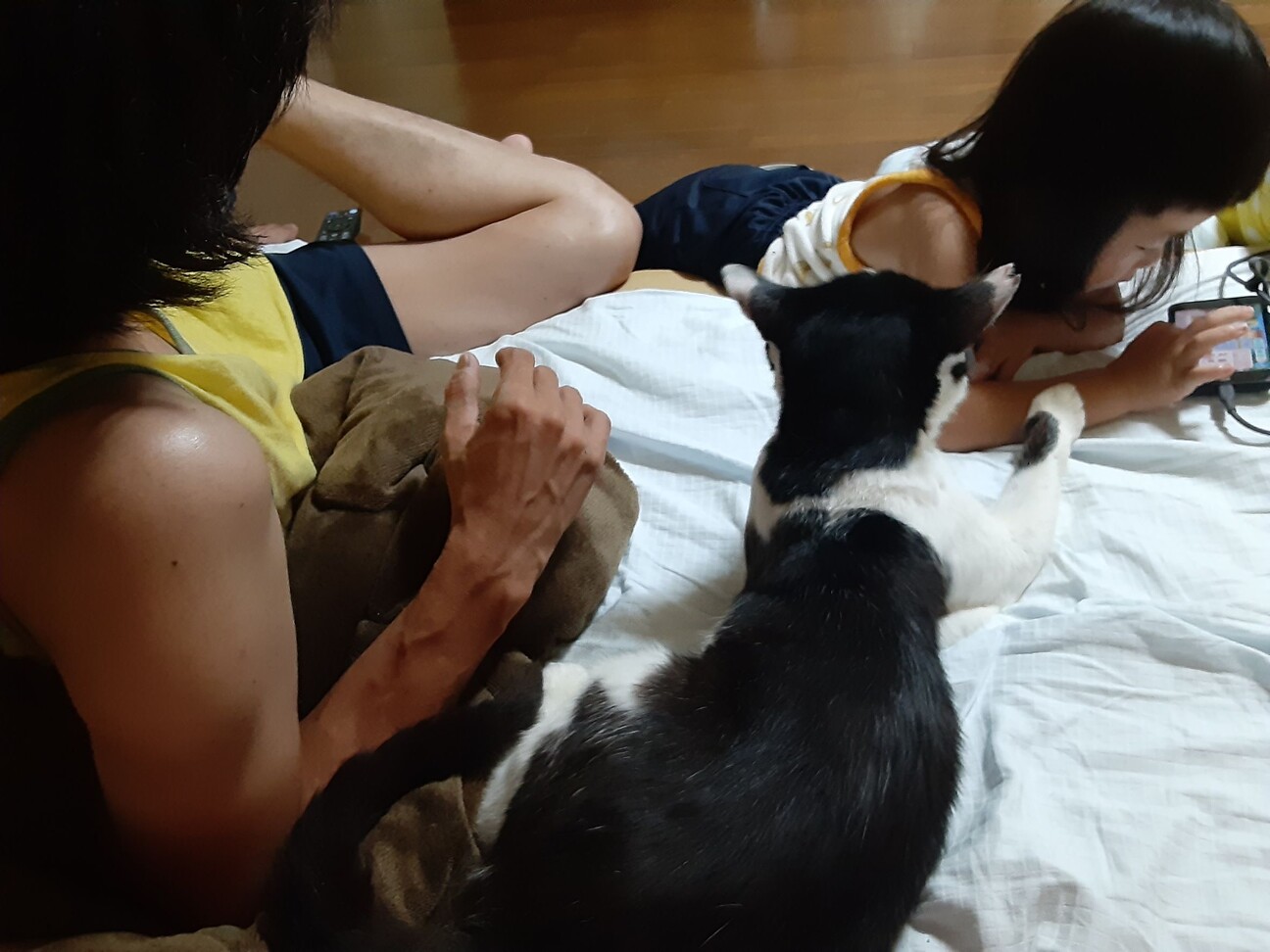 撫でて撫でての甘えん坊　白黒　トム君 サムネイル3