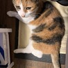 どろぐま
