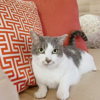 うちの子になりました