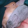 男の子二羽です