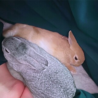 子うさぎ二羽