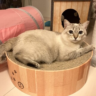 奄美出身、青い目のシャムミックス♡のんびり♡あや。