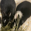 ２羽のミニウサギ