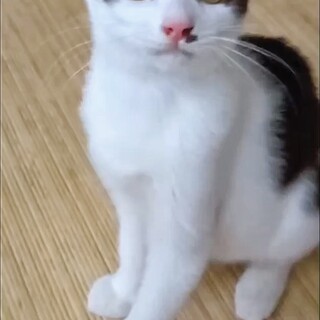 ３兄妹　お姫さま♡あずきちゃん