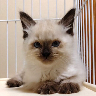 ラグドール風長毛ブルーアイ美猫⭐️ひー