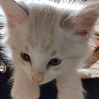 薄いクリーム色ラグドール風⭐️ふー