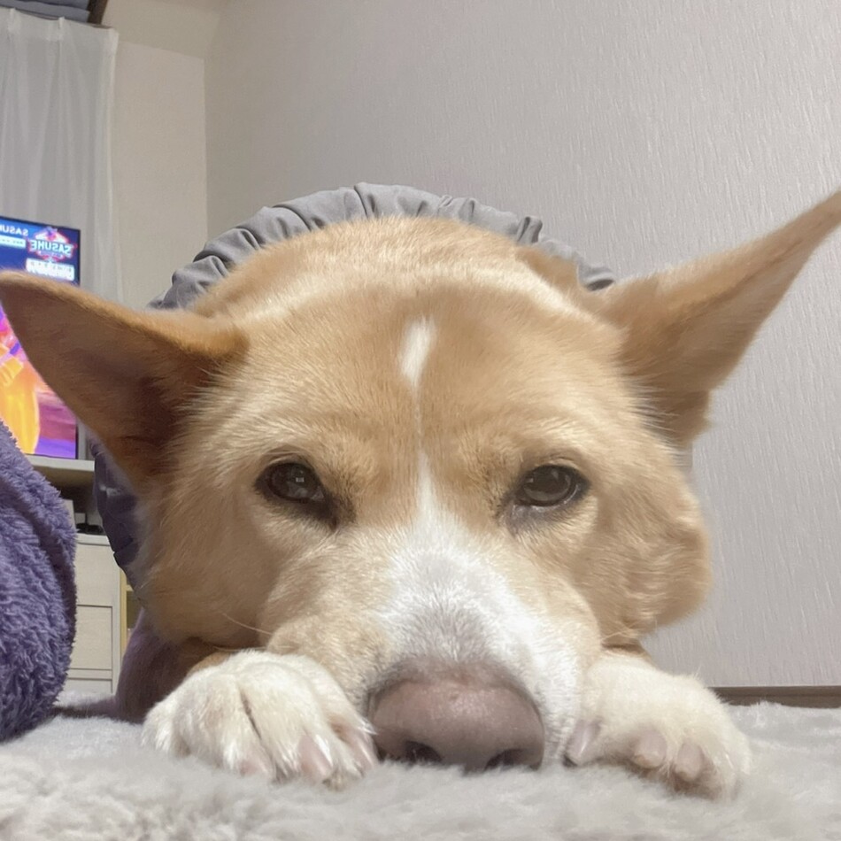 ハルのカバー写真