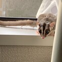 モモンガ♀
